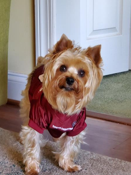 /Images/uploads/Homeward Bound Pet Rescue/HBPR_Photocontest/entries/12114thumb.jpg